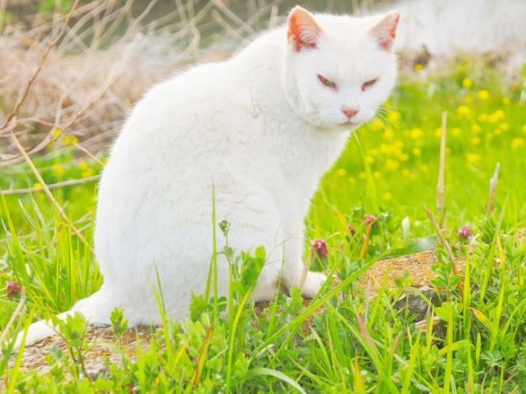 雑草と白猫